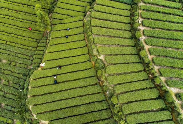 春茶采摘遭遇“用工难”，成本增加或致价格小涨