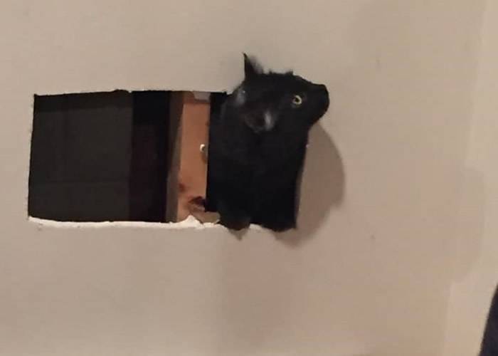 美国麻萨诸塞州法尔茅斯一只黑猫跑进墙中受困消防员出动食物“引猫出洞”