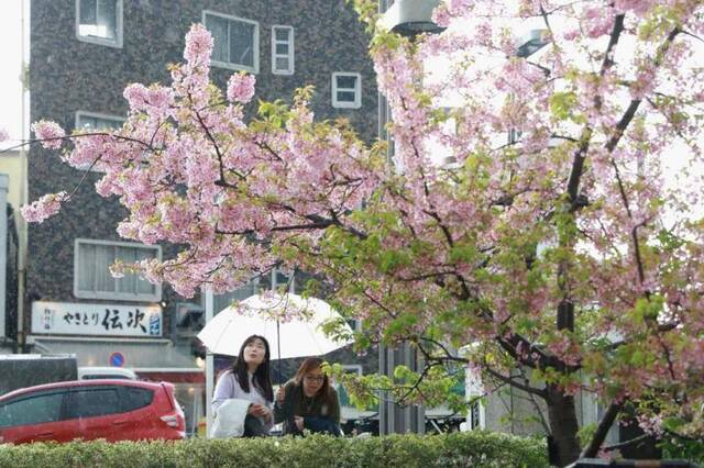 ▲2019年3月16日，在日本东京晴空塔附近，行人在雨中驻足欣赏河津樱。新华社记者杜潇逸摄