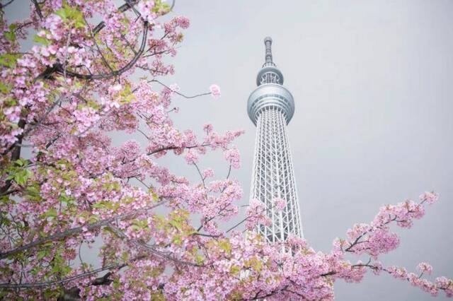 ▲这是2019年3月16日在日本东京拍摄的河津樱和晴空塔。新华社记者杜潇逸摄