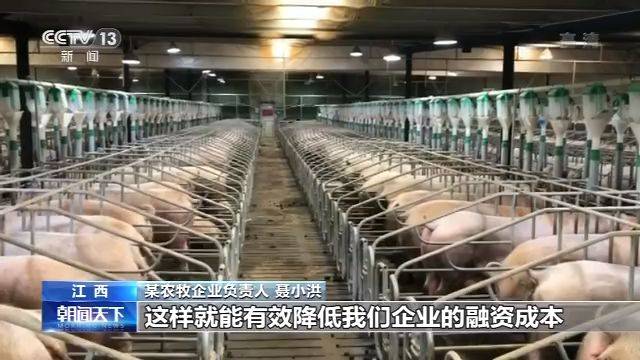 商务部投放1.7万吨中央储备猪肉 各地保障生猪产能