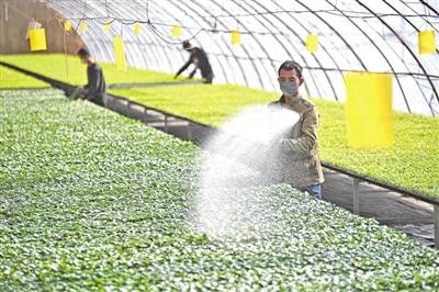 近日，农户在宁夏银川市贺兰县新平现代农业示范园区蔬菜育苗大棚为黄瓜幼苗喷水。新华社记者王鹏摄