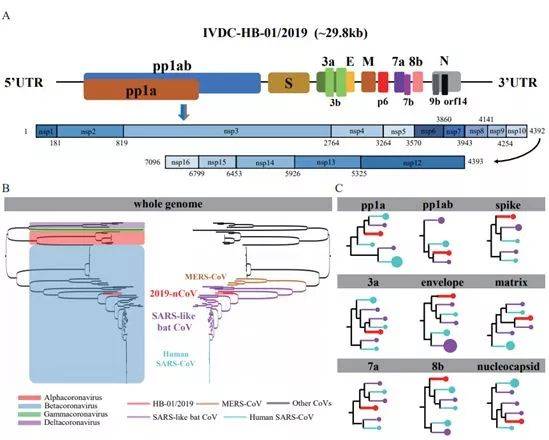 2019-nCoV的基因组组成和系统进化树，图片来自Cell Host& Microbe， 2020， doi：10.1016/j.chom.2020.02.001。