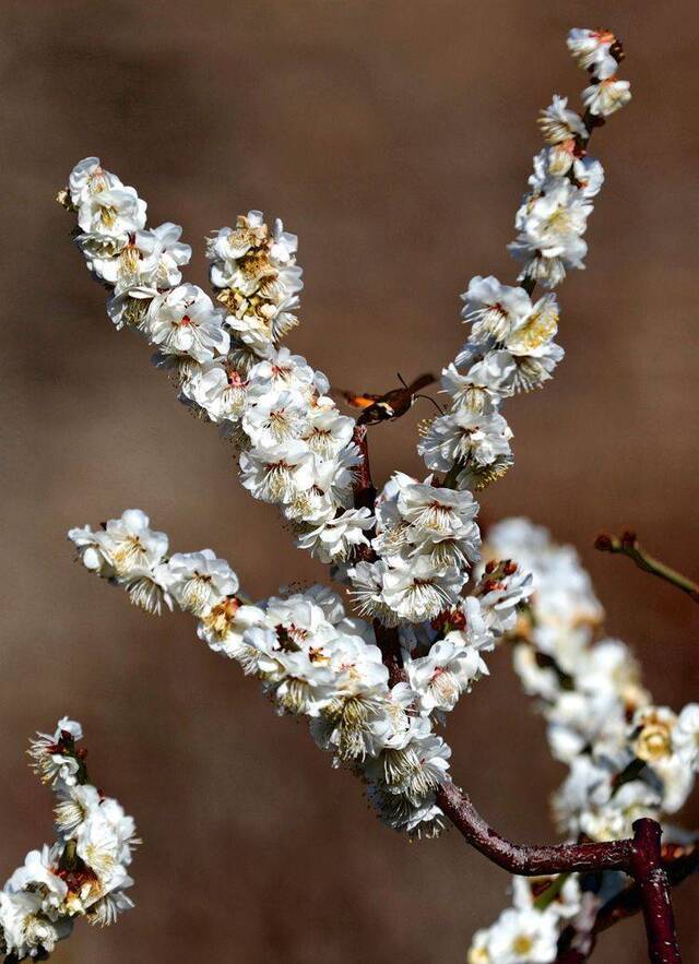 赏春 明城墙遗址公园梅花正艳