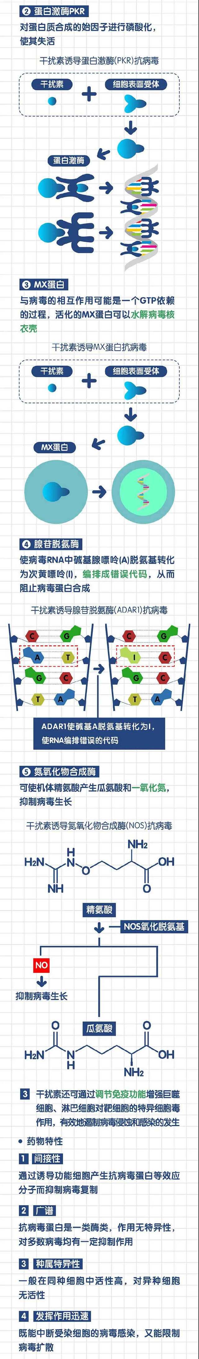 新版诊疗方案推荐药物干扰素、利巴韦林、洛匹那韦/利托那韦如何抗病毒？