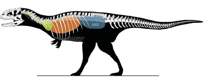 兽脚类恐龙体内的气囊（引自O’Connor,2006）