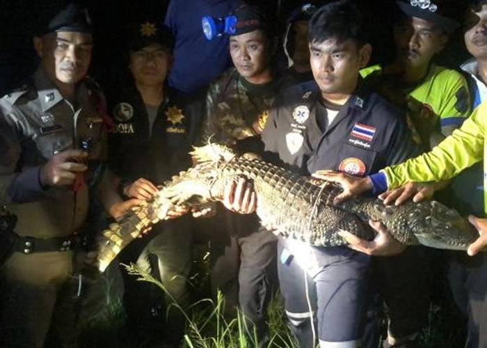 泰国北部彭世洛府加统县寺庙一条鳄鱼逃之夭夭不懂觅食饿至头晕眼花束手就擒