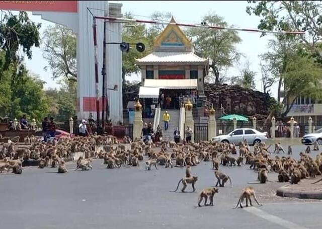泰国华富里庙宇外发生猴群殴斗事件吓煞途人瘫痪交通