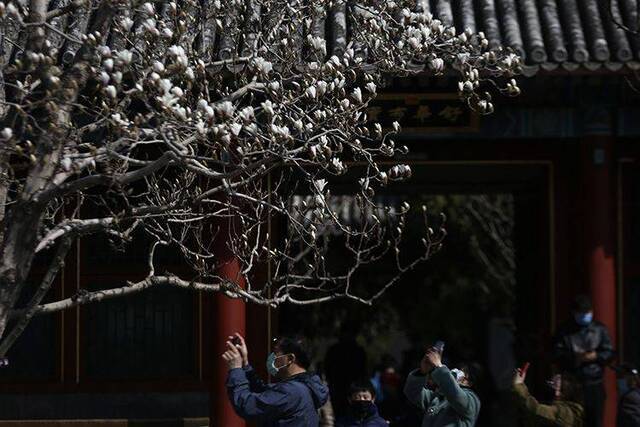 赏春  颐和园春花争艳 候鸟戏水