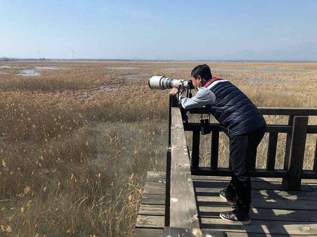 近50种、上万只候鸟“做客”延庆野鸭湖｜组图