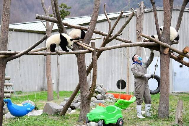 △饲养员给熊猫宝宝检查身体状况
