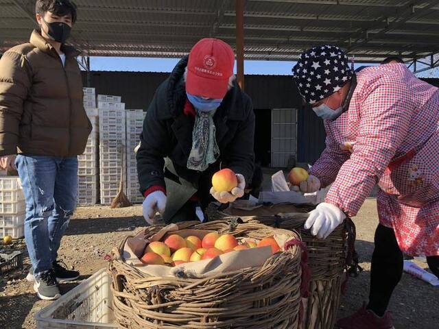 解救疫情下的50万斤平谷红肖梨