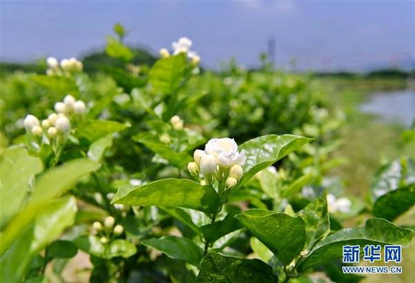 福州市茉莉花种植保护基地盛开的茉莉花。新华社记者林善传摄