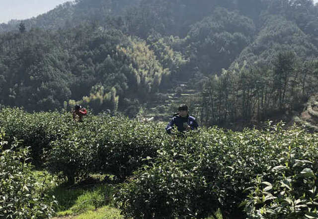 淳安千岛湖林场春茶采摘忙