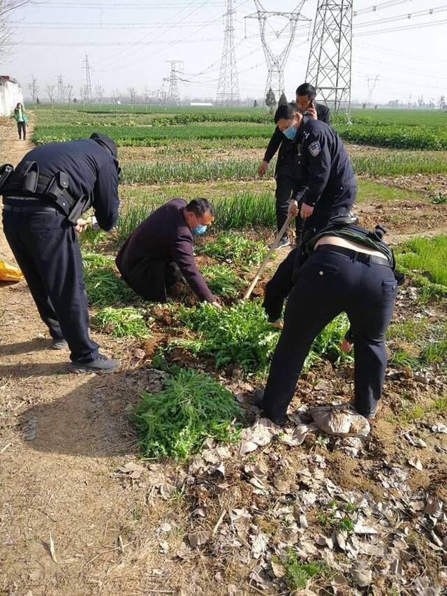 禹州两村民种罂粟被刑拘 警方：所种罂粟已全部铲除