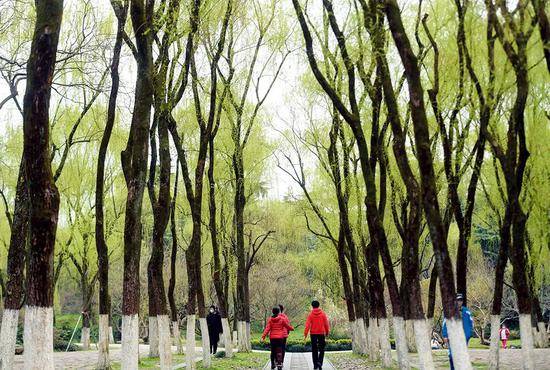 ▲ 3月12日，游人在杭州西湖景区柳浪闻莺公园内游览黄宗治摄