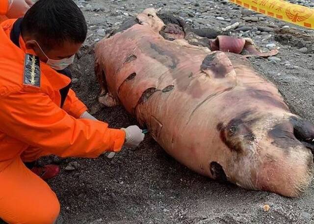 被误认为海狮台湾花莲市新城乡崇德海滩抹香鲸搁浅死亡
