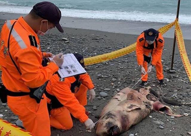 被误认为海狮台湾花莲市新城乡崇德海滩抹香鲸搁浅死亡