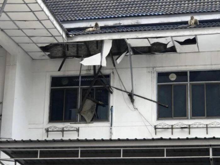 泰国中部班武里府的旧市政厅遭到猴群攻占将大楼的屋顶挖出大洞