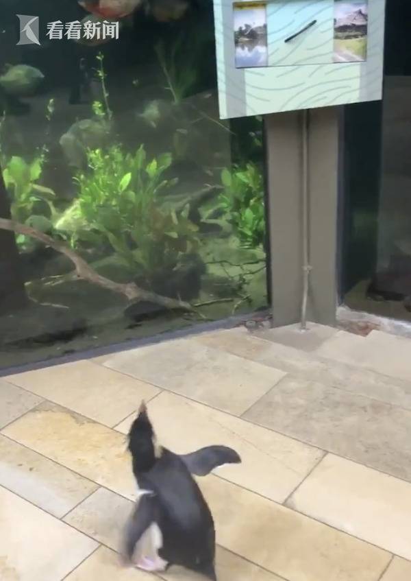 疫情下水族馆关闭 企鹅们出门“参观”其它动物