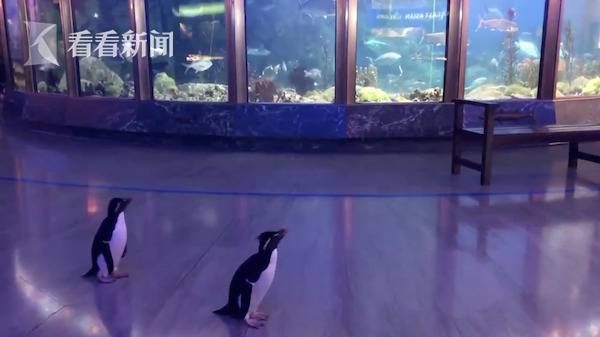 疫情下水族馆关闭 企鹅们出门“参观”其它动物