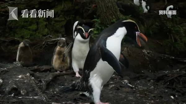 疫情下水族馆关闭 企鹅们出门“参观”其它动物