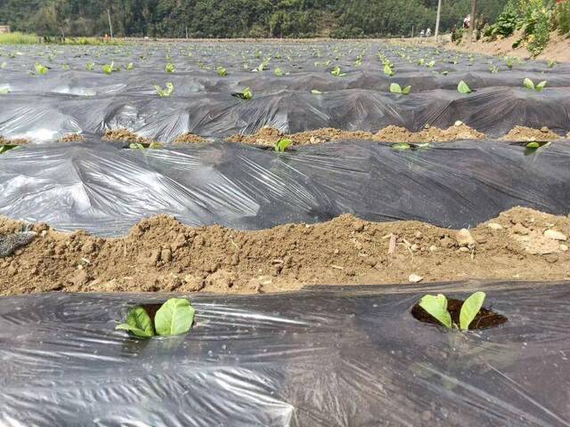 云南糯良乡完成夏烟早植 种植户一亩收入可达五千元