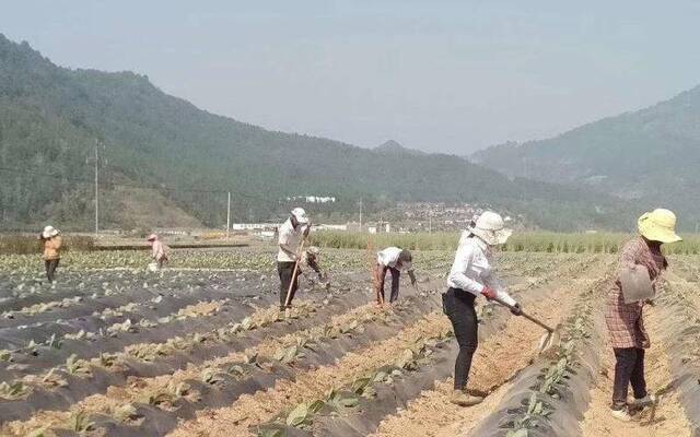 云南糯良乡完成夏烟早植 种植户一亩收入可达五千元