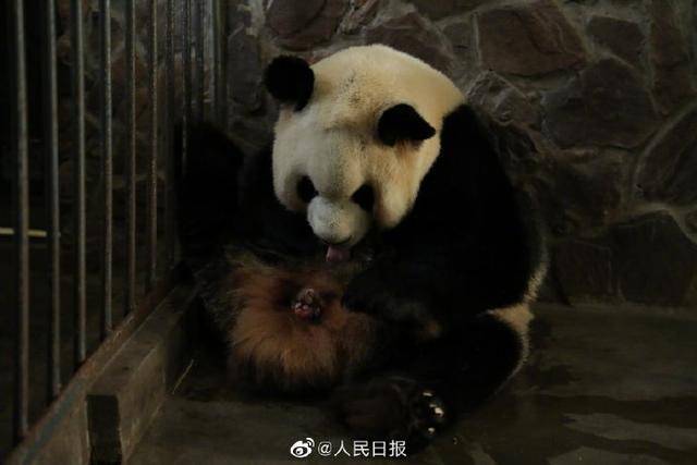 “福娃”第5次当妈妈 2020年首对圈养大熊猫双胞胎诞生