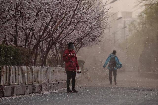 北京大风，凉水河边小路上，山桃花瓣被风吹散，夹杂着树叶和泥土。新京报记者王嘉宁摄