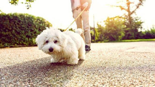 遛狗不牵绳、饲养烈性犬？代表称现有处罚太轻！上海人大将有动作