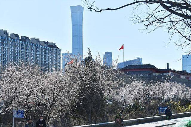 赏春  东四环花海争艳 扮靓二道沟河畔