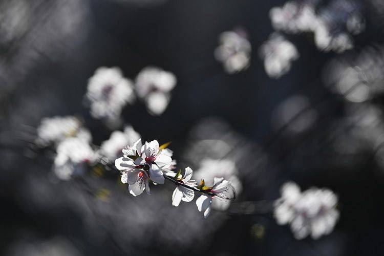 赏春  东四环花海争艳 扮靓二道沟河畔