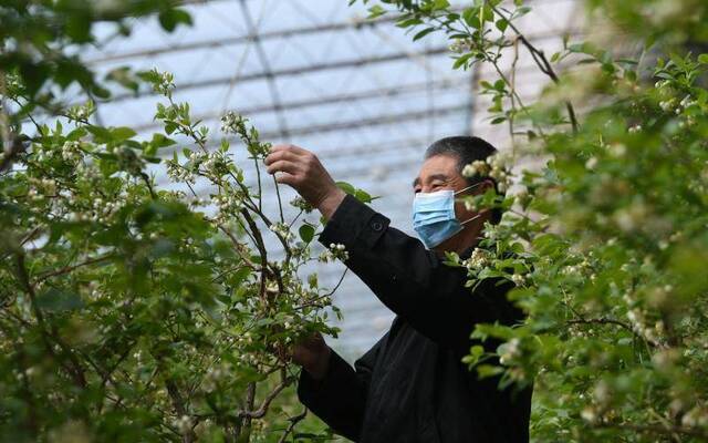 农场春耕 蔬菜快成熟了但还有工人未到岗