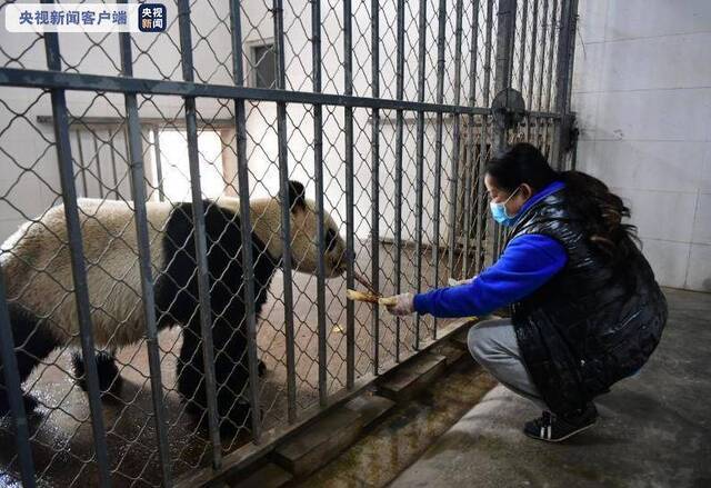 大熊猫保护研究中心部分基地20日起限流开放 每日限不超1000人入园