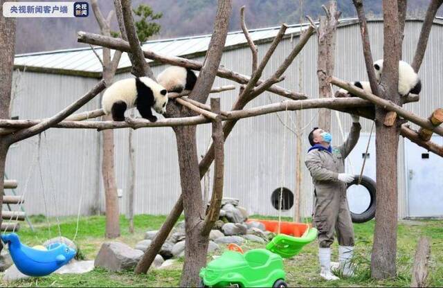 大熊猫保护研究中心部分基地20日起限流开放 每日限不超1000人入园