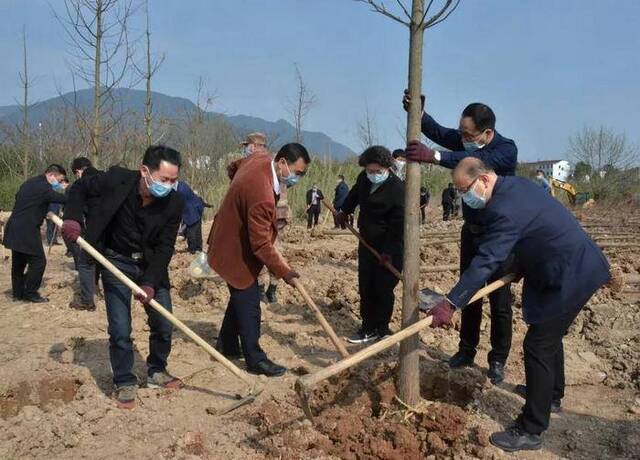 天台县今年计划新增造林11000亩