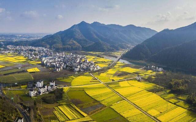 皖南油菜花盛开 航拍下的安徽休宁花田“另有玄机”