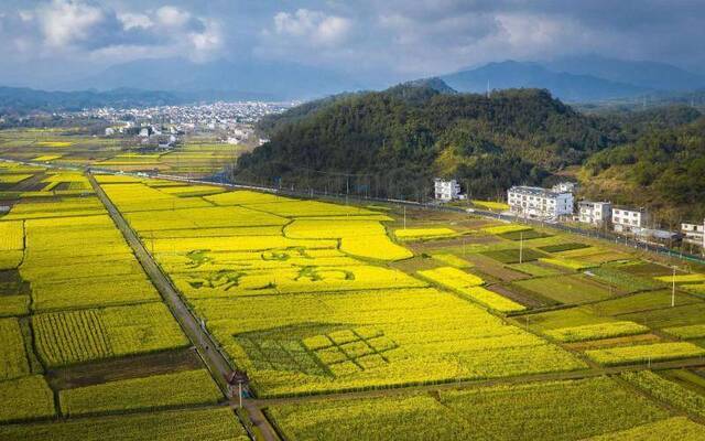 皖南油菜花盛开 航拍下的安徽休宁花田“另有玄机”