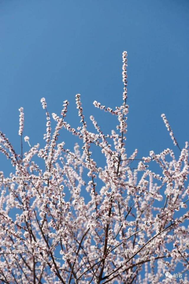 春分时节至，“悬日”暖人间