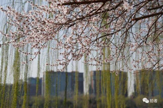 春分时节至，“悬日”暖人间