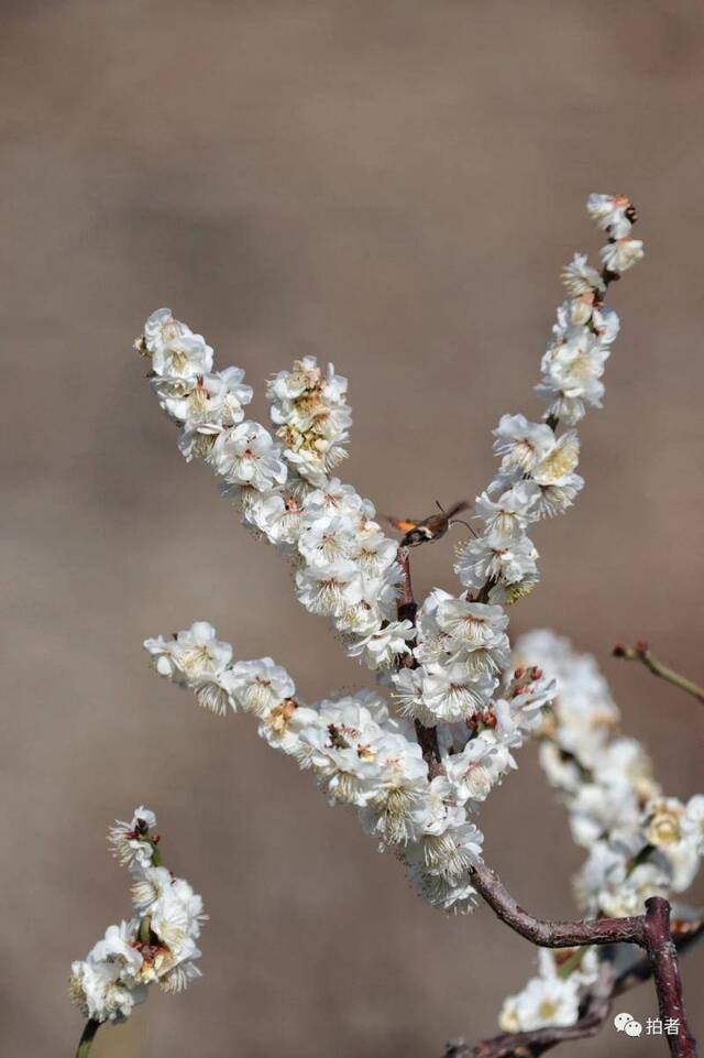 春分时节至，“悬日”暖人间