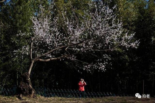 春分时节至，“悬日”暖人间