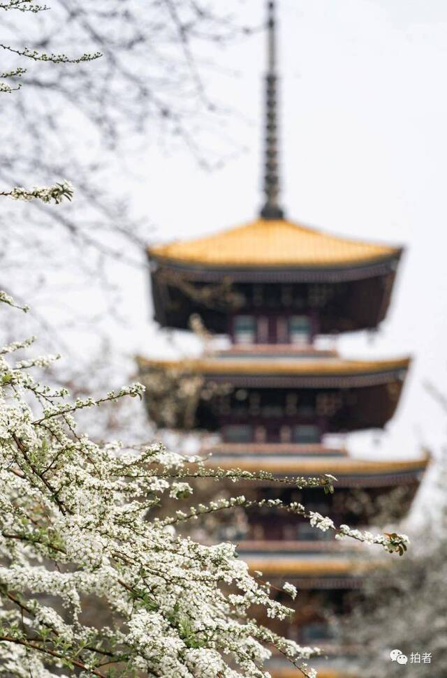 春分时节至，“悬日”暖人间