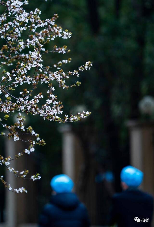 春分时节至，“悬日”暖人间