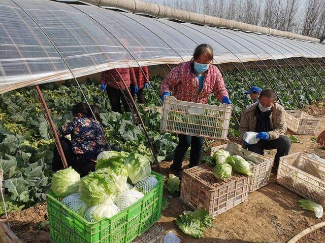 平谷崔家庄村20万斤球生菜滞销 商超万余斤明日上市