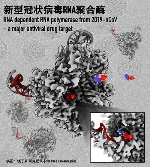 新型冠状病毒RdRp-nsp7-nsp8聚合酶复合物2.9Å分辨率电子显微结构