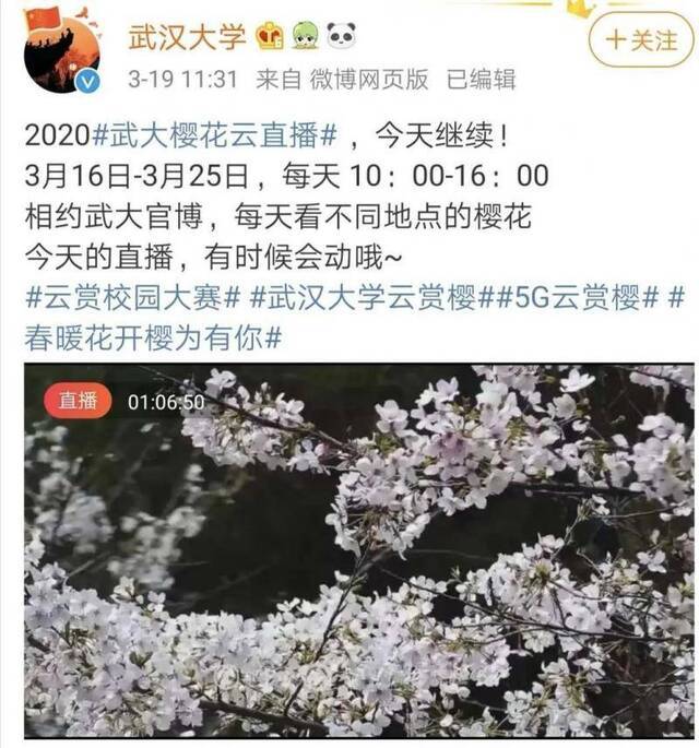 武大学生用代码敲出樱花开放，网友直呼理工科的浪漫太惊艳