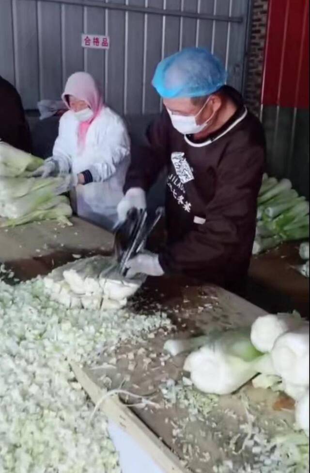 天津陈官屯冬菜现在开始制作 万斤白菜出屋“晒太阳”