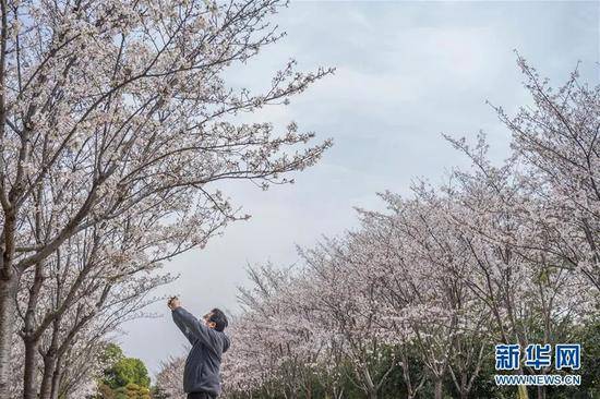 ▲3月19日，在武汉市武昌区被网友称为“武汉最美停车场”的湖北日报停车场，一名工作人员在拍摄樱花。新华社记者才扬摄